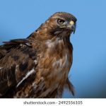 ued娱乐平台:如何选择最适合你的游戏项目与策略 dve3q