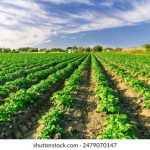 HBS红宝石娱乐:开启你的奢华娱乐之旅 ioak3